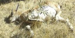 مشاهده بیماری طاعون نشخوارکنندگان کوچک در الموت شرقی