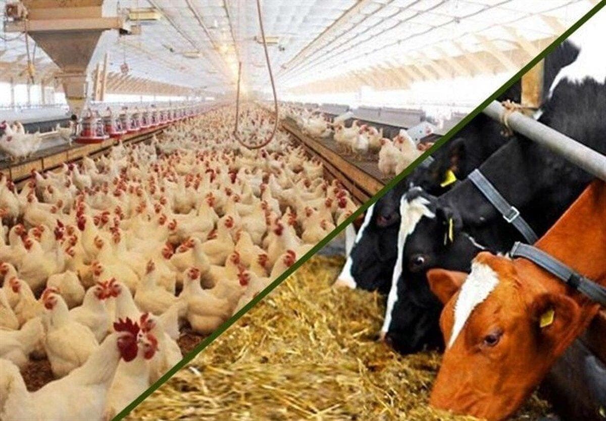 تولیدکنندگان نسبت به تنظیم دما در واحد‌های دامداری و مرغداری اقدام کنند