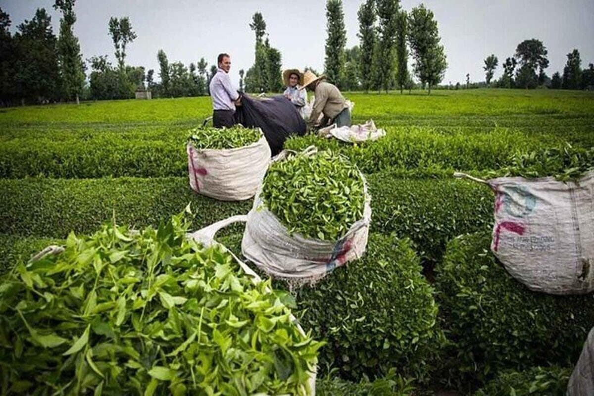 ۶۴ درصد از مطالبات چایکاران کشور پرداخت شد