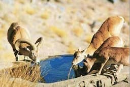 ایجاد ۱۲ آبشخور جدید تأمین آب حیات وحش در لرستان