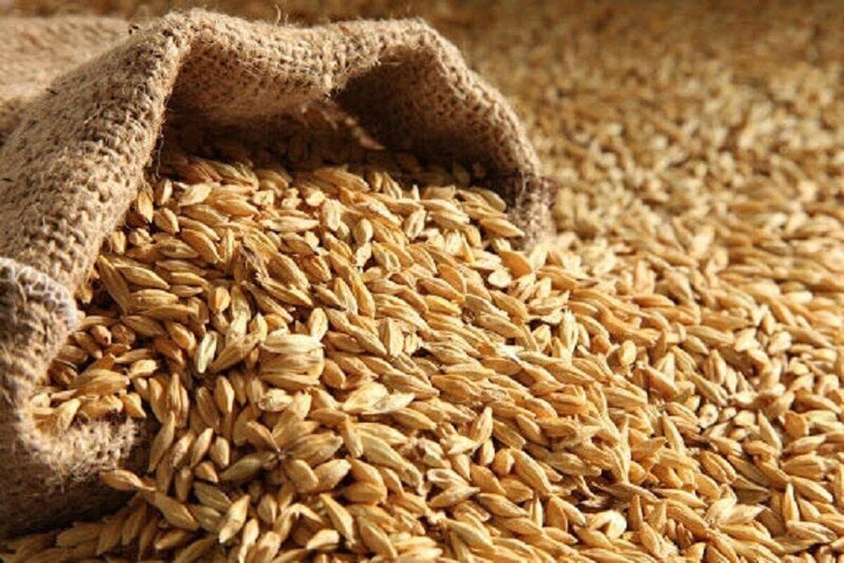 تقویت تولید داخلی نهاده‌ها، کلید کاهش وابستگی و تضمین امنیت غذایی