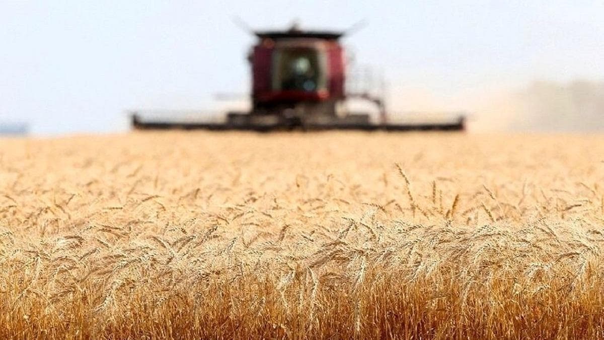 خرید تضمینی گندم به ۷ میلیون و ۶۵۰ هزارتن رسید