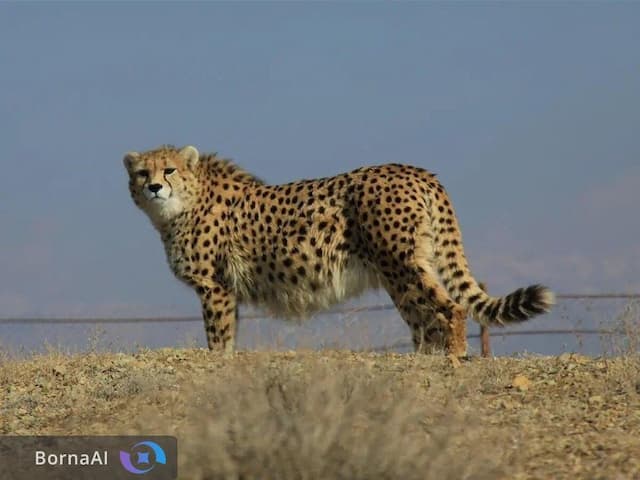 پایداری ایرانسل در حفاظت از آخرین بازماندگان یوز ایرانی