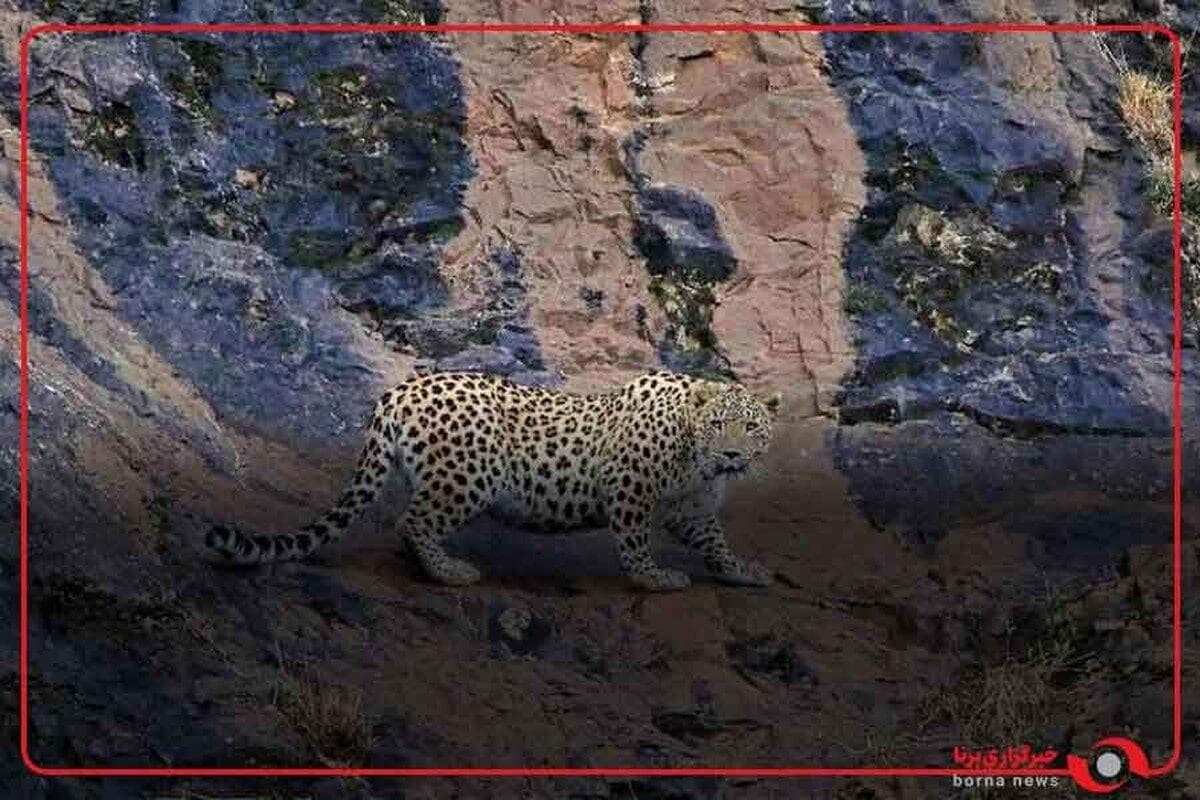 ثبت تصاویر کم‌نظیر از دو قلاده پلنگ ایرانی در منطقه حفاظت شده سبزکوه