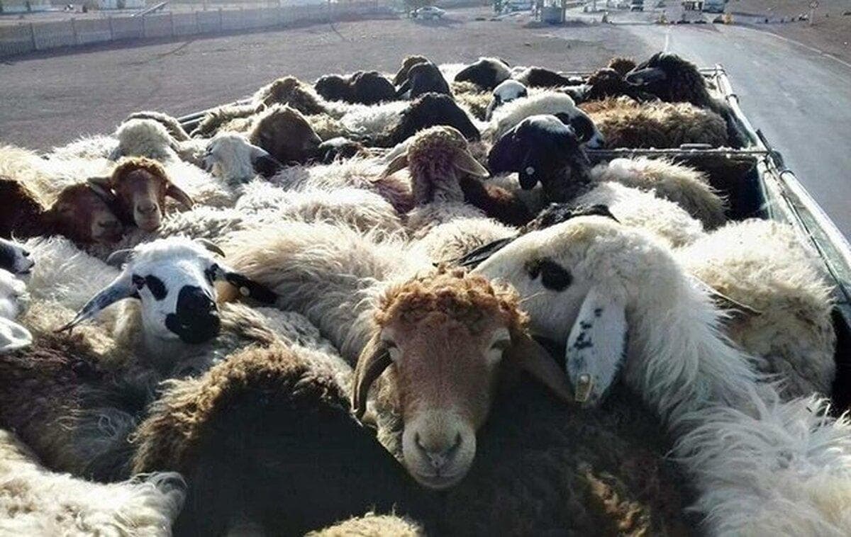 دستگيري سارقان احشام در خرم آباد