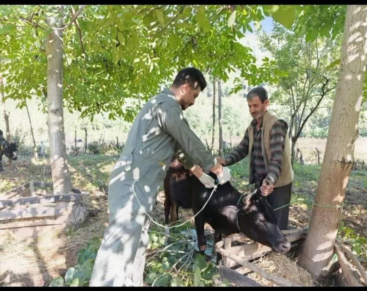قریب به سه میلیون نوبت سر دام سبک و سنگین در گیلان واکسیناسیون شدند