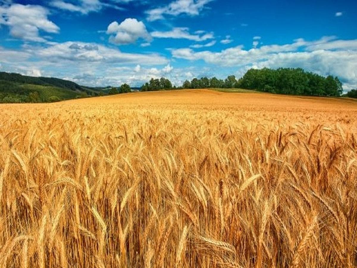 پیش‌بینی رشد ۳ درصدی تجارت جهانی گندم تا سال ۲۰۲۶
