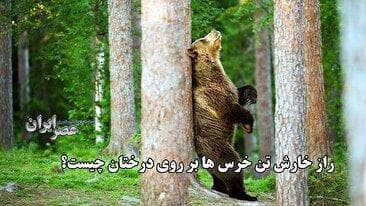 راز خارش تن خرس‌ها روی درختان چیست؟ (فیلم)