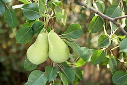 آموزش کاشت گلابی در گلدان