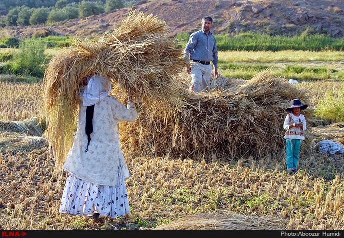 نرخ تبدیل شلتوک به برنج سفید در شالیکوبی‌های گیلان تعیین شد