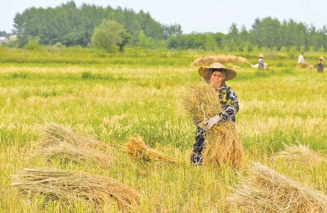 ۹۵ هزار هکتار از شالیزارهای مازندران درو شد