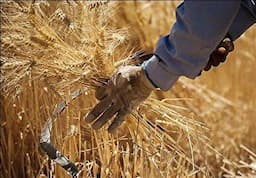 بیش از ۲۰۰ هزار تن گندم از کشاورزان استان قزوین خریداری شد