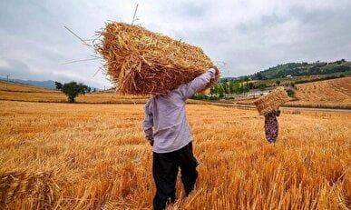خرید تضمینی ۱۶۳ هزار تن گندم از گندمکاران استان مرکزی