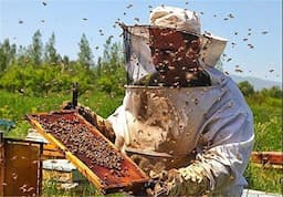 برداشت ۵۵ تن عسل از زنبورستان‌های شهرستان کوهسرخ