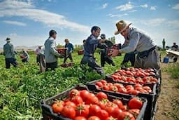 پیش‌بینی برداشت ۵۲ هزار تن گوجه فرنگی از مزارع میاندوآب