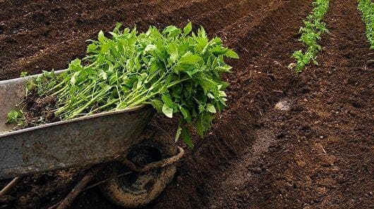آغاز کشت گوجه فرنگی پاییزه در شهرستان فراشبند