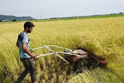 ۷۵ درصد محصولات برنج از شالیزار‌های آمل برداشت شد