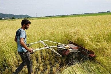 ۷۵ درصد محصولات برنج از شالیزار‌های آمل برداشت شد