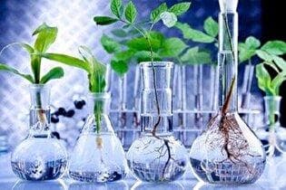 پالایشگاه گیاهان دارویی در خراسان شمالی احداث می‌شود
