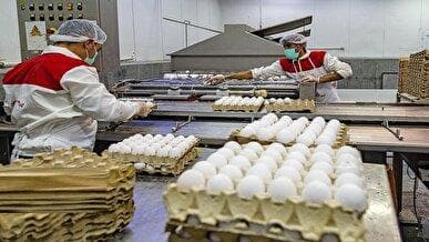 از زیان میلیاردی تولیدکننده تخم مرغ تا جیب‌های پر دلالان / چرا تخم مرغ برای تولید کننده و خریدار؛ گران تمام می‌شود؟