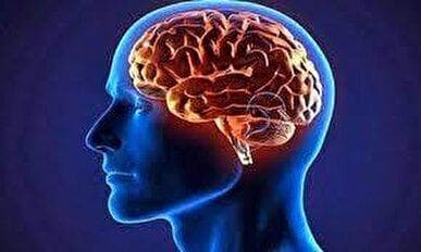 نقش کلسترول در عملکرد مغز