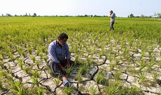 فقط ۳۹ درصد مزارع گلستان آبی کشت می شوند