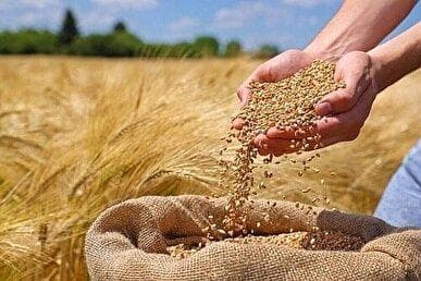 ۱۳۶ همت به حساب گندمکاران واریز شد