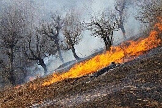 ۶ هکتار از جنگل‌های منج در آتش سوخت