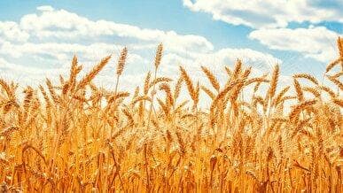 قیمت گندم ۱۰ شهریور تعیین می‌شود