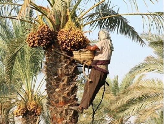 برداشت خرما از نخلستان‌های آبادان آغاز شد