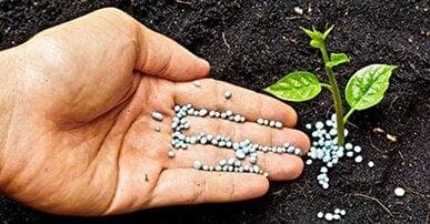 توزیع پنج هزار تن انواع کود کشاورزی در استان بوشهر