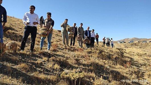 بازگشت ۸۵ کبک وحشی به طبیعت سقز