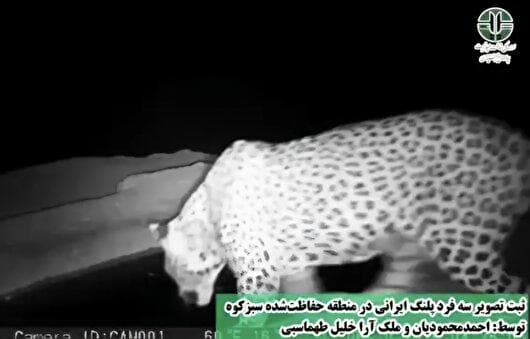 ثبت تصویر سه فرد پلنگ ایرانی در منطقه حفاظت‌شده سبزکوه