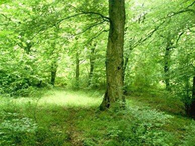 نهارخوران گرگان در مهرماه مجهز به پارکومتر ۱۰۰ هزار تومانی می‌شود
