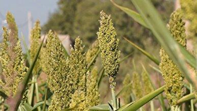 سورگوم کشت جایگزین مناسب ذرت