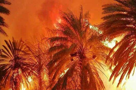 آتش سوزی جان نخلستان های آبادان را گرفت