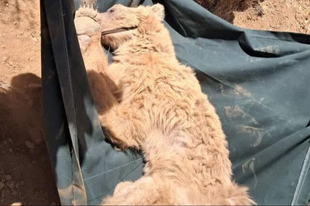 نجات خرس قهوه‌ای زخمی در مرودشت