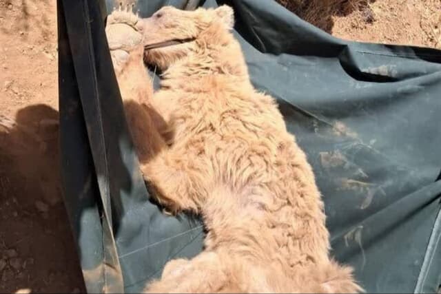 نجات خرس قهوه‌ای زخمی در مرودشت