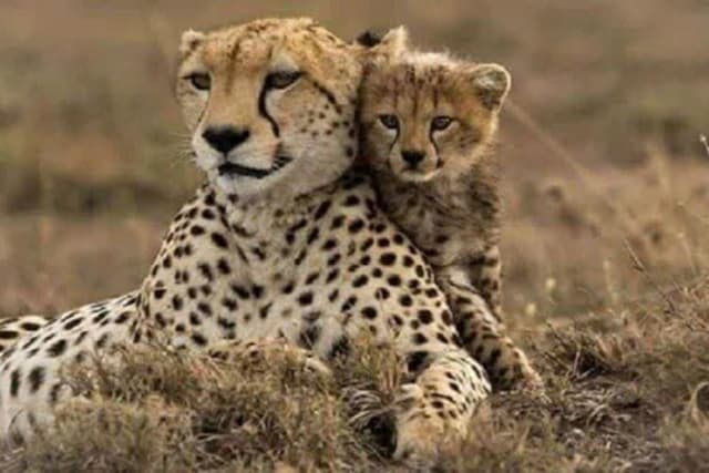تأمین طعمه و ایمن‌سازی جاده‌ها راهی برای نجات یوز ایرانی است