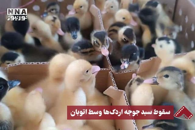 نورنما |سقوط سبد جوجه اردک‌ها وسط اتوبان