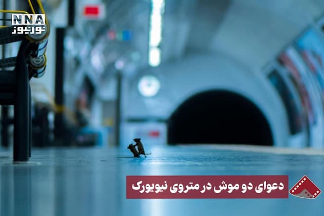 نورنما | دعوای دو موش در متروی نیویورک