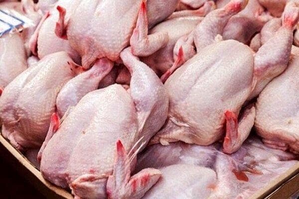 قیمت مرغ از اواخر مرداد کاهشی می‌شود
