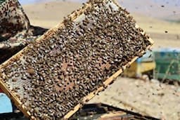 پیش‌بینی افزایش چشمگیر تولید عسل تا ۵۰۰۰ تن در چهارمحال و بختیاری