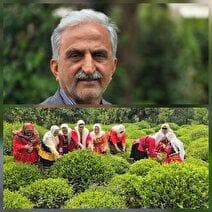 رئیس سازمان چای: چای کشور با اقتصاد پنجاه هزار خانوارچایکار عجین است