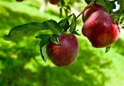 هسته‌ای در کشاورزی ــ 27 | کاربرد فناوری هسته‌ای در افزایش دوام سیب صادراتی