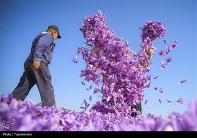 غربت ‌زعفران ناب ایران در باز‌ار جهانی‌/ وقتی طلای خراسان &quot;فله‌ای&quot; صادر می‌شود‌