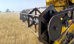 ۷۰ درصد پول گندم کشاورزان پرداخت شد