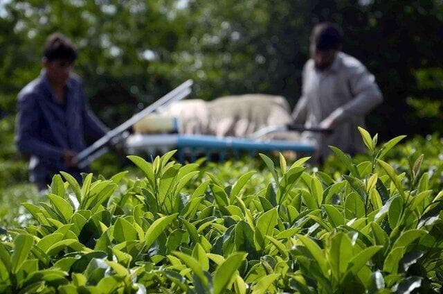 پرداخت ۱۱۶۲ میلیارد تومان از مطالبات چایکاران