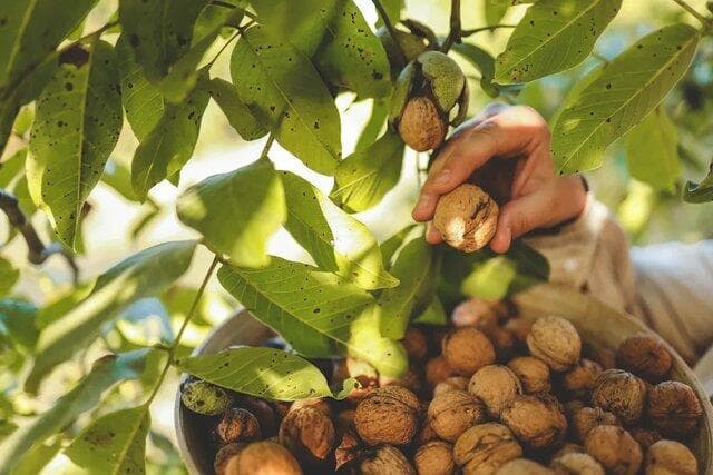 تولید برق با پوست گردو