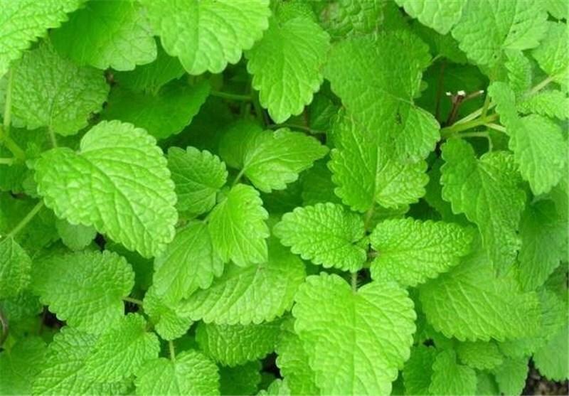درمان آلزایمر فقط با این گیاهان